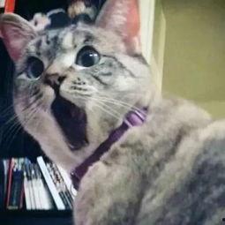 娱乐吃瓜猫原声,揭秘娱乐圈幕后故事