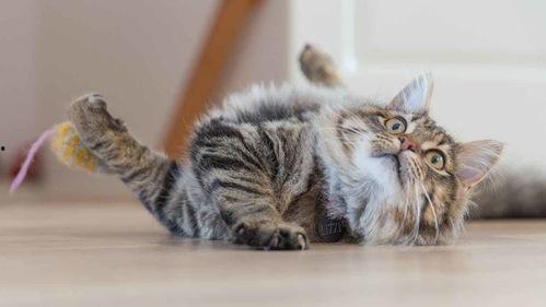娱乐吃瓜猫原声,揭秘娱乐圈幕后故事