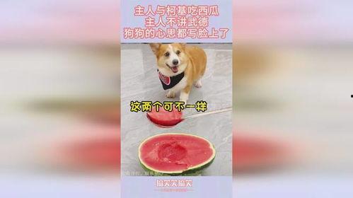 娱乐吃瓜小花和狗仔,小花与狗仔的甜蜜“追逐”记