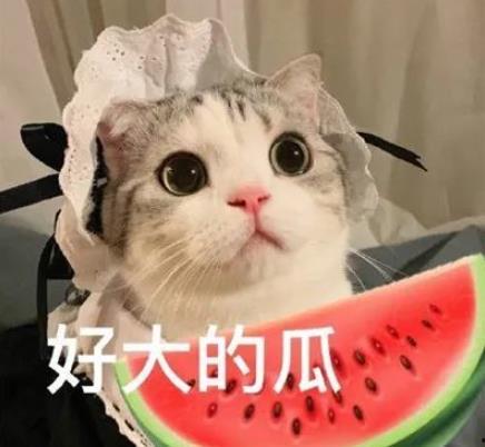 娱乐吃瓜君七七猫咪,娱乐吃瓜君的萌宠日常
