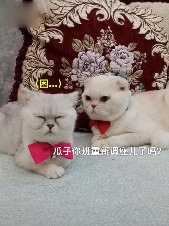 娱乐吃瓜君 刘二豆,娱乐吃瓜界的风云人物