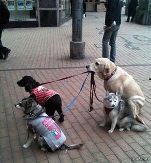 娱乐吃瓜酱狗狗拍照,狗狗镜头下的娱乐吃瓜瞬间