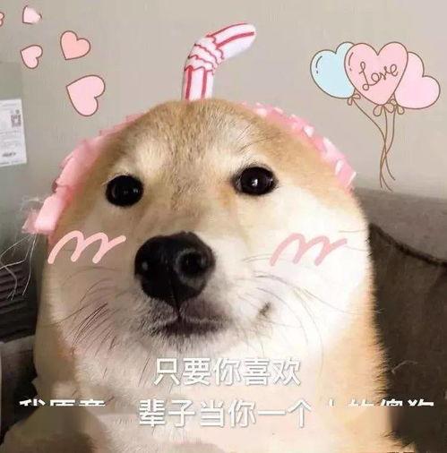 娱乐吃瓜君傻狗的日常,揭秘娱乐圈那些事儿