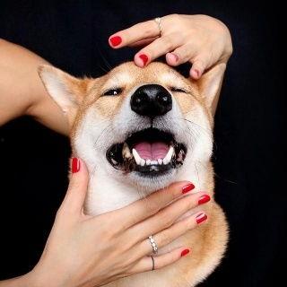 娱乐吃瓜君傻狗的日常,揭秘娱乐圈那些事儿