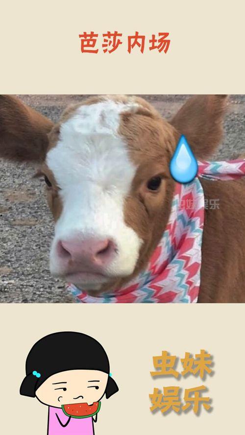 娱乐吃瓜酱情侣,甜蜜互动，揭秘明星爱情故事