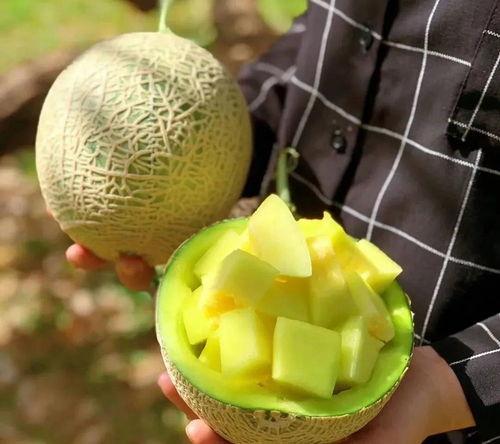 娱乐吃瓜酱橘子甜不甜,一场甜蜜的美食与娱乐碰撞之旅